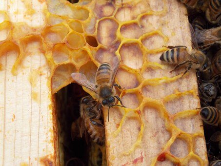 Bee Tempted Raw Mountain Honeycomb 300g, Straight From The Local Hive - Image 3
