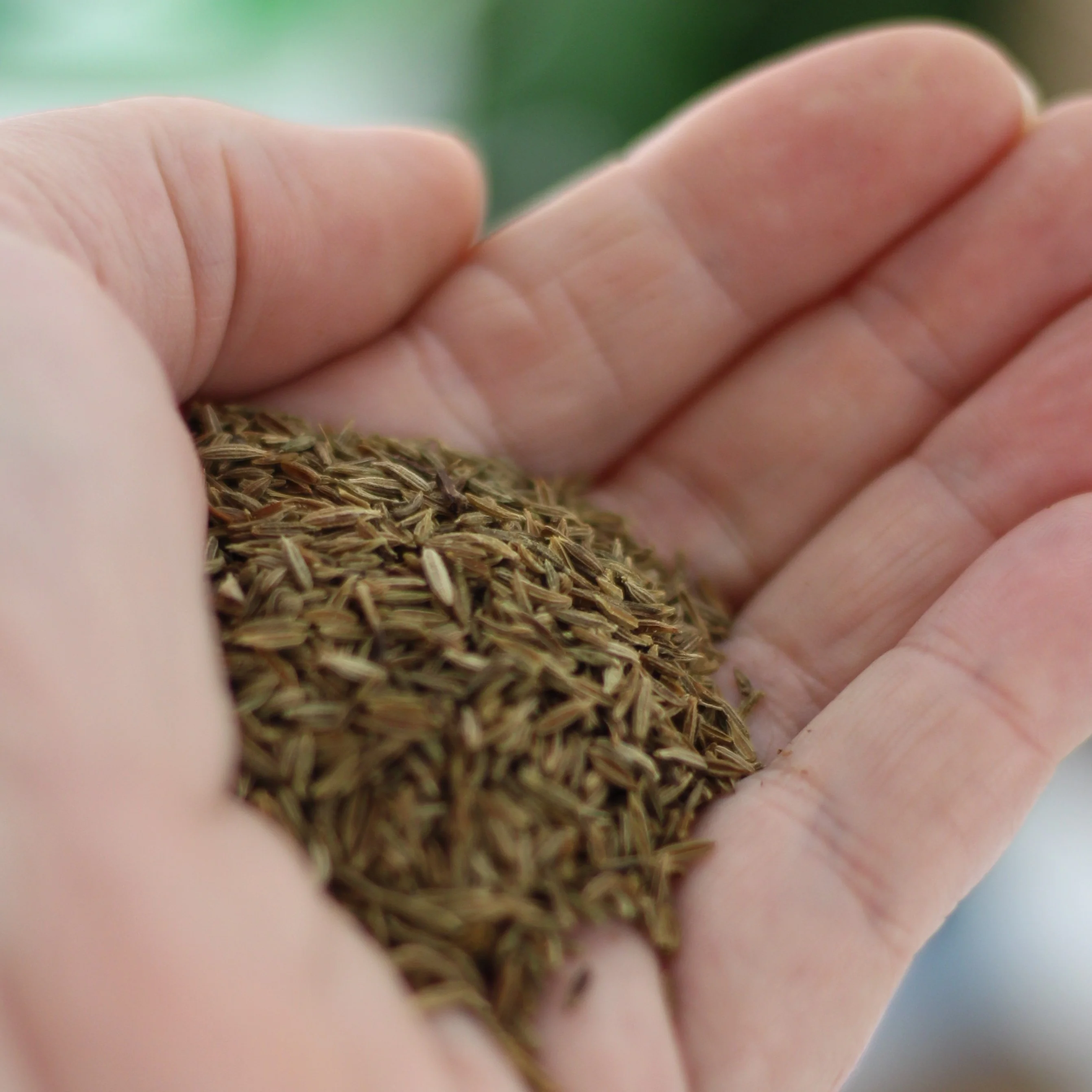 Gourmet Organic Cumin Seeds Whole 30g, Certified Organic - Image 3