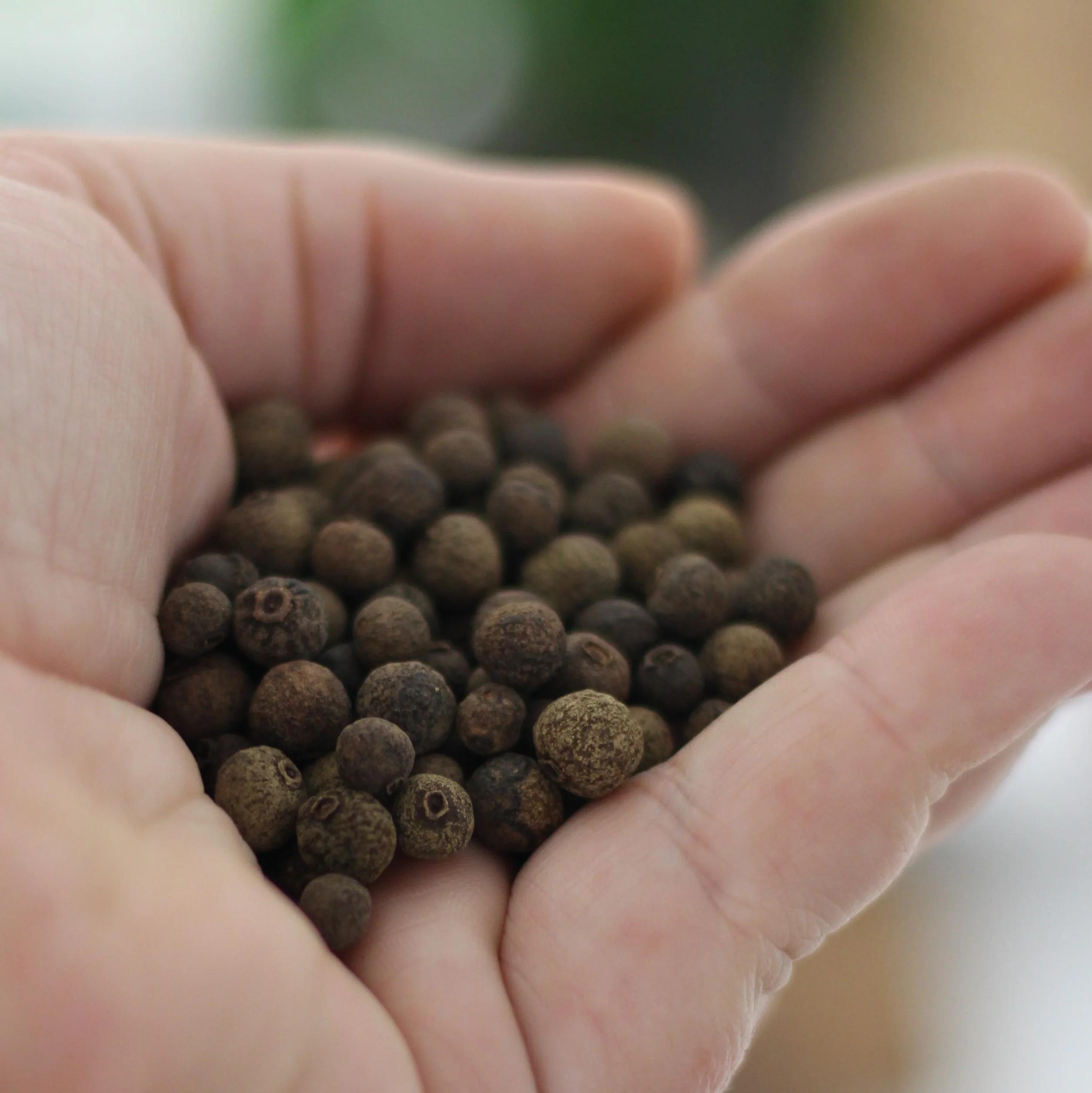 Gourmet Organic Allspice 25g, Certified Organic - Image 3