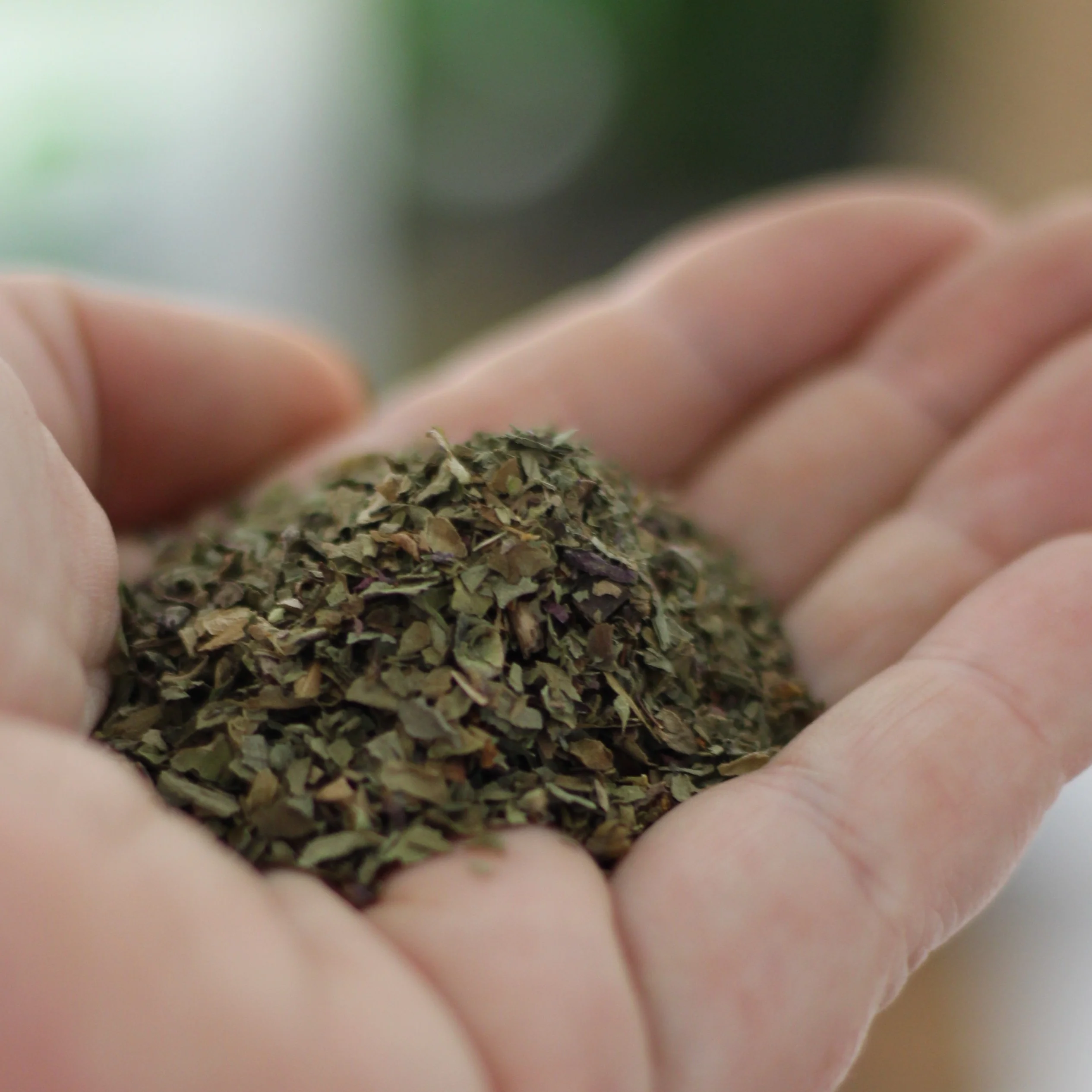 Gourmet Organic Basil 10g, Certified Organic - Image 3