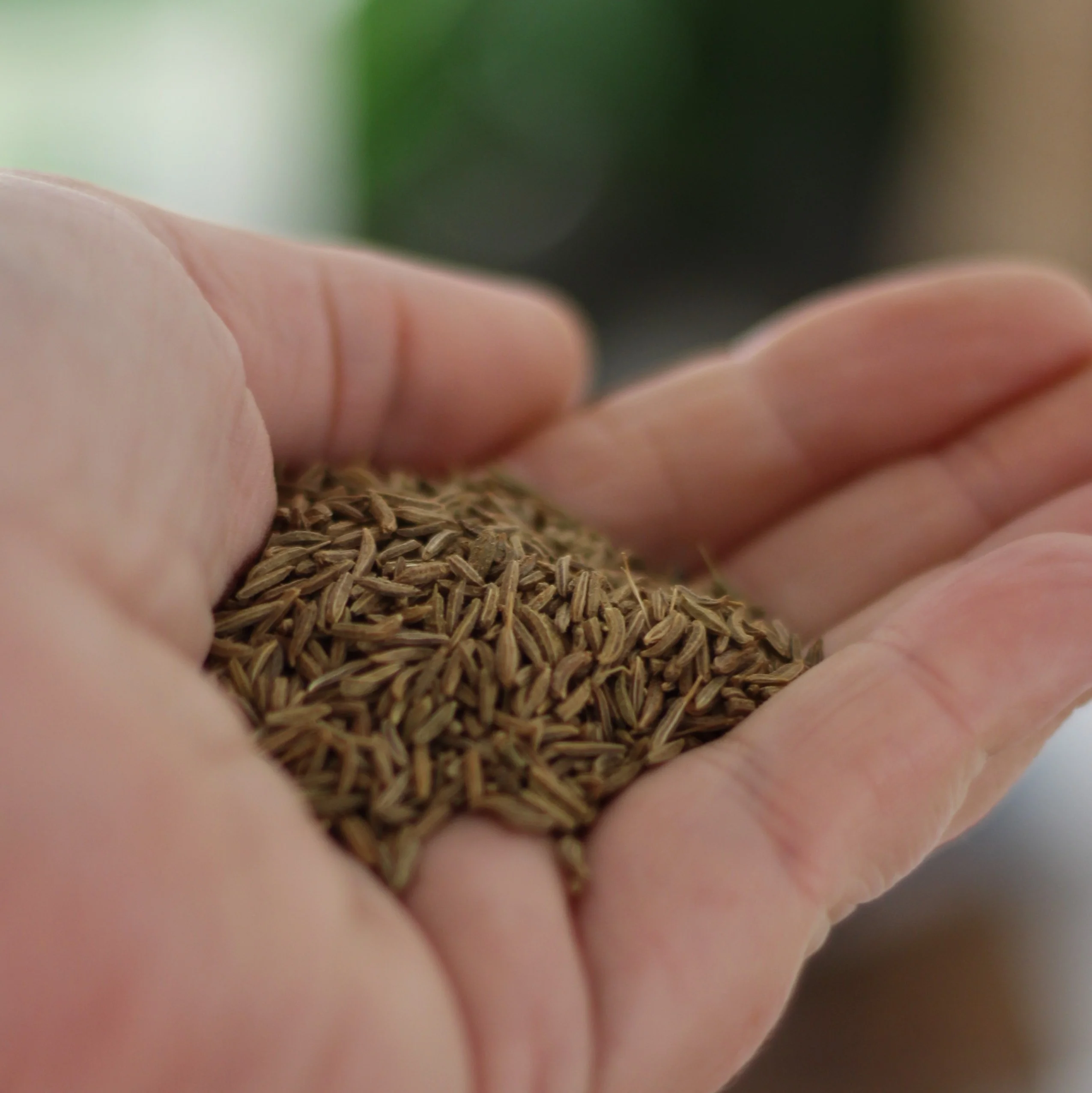 Gourmet Organic Caraway Seed 30g, Certified Organic - Image 2