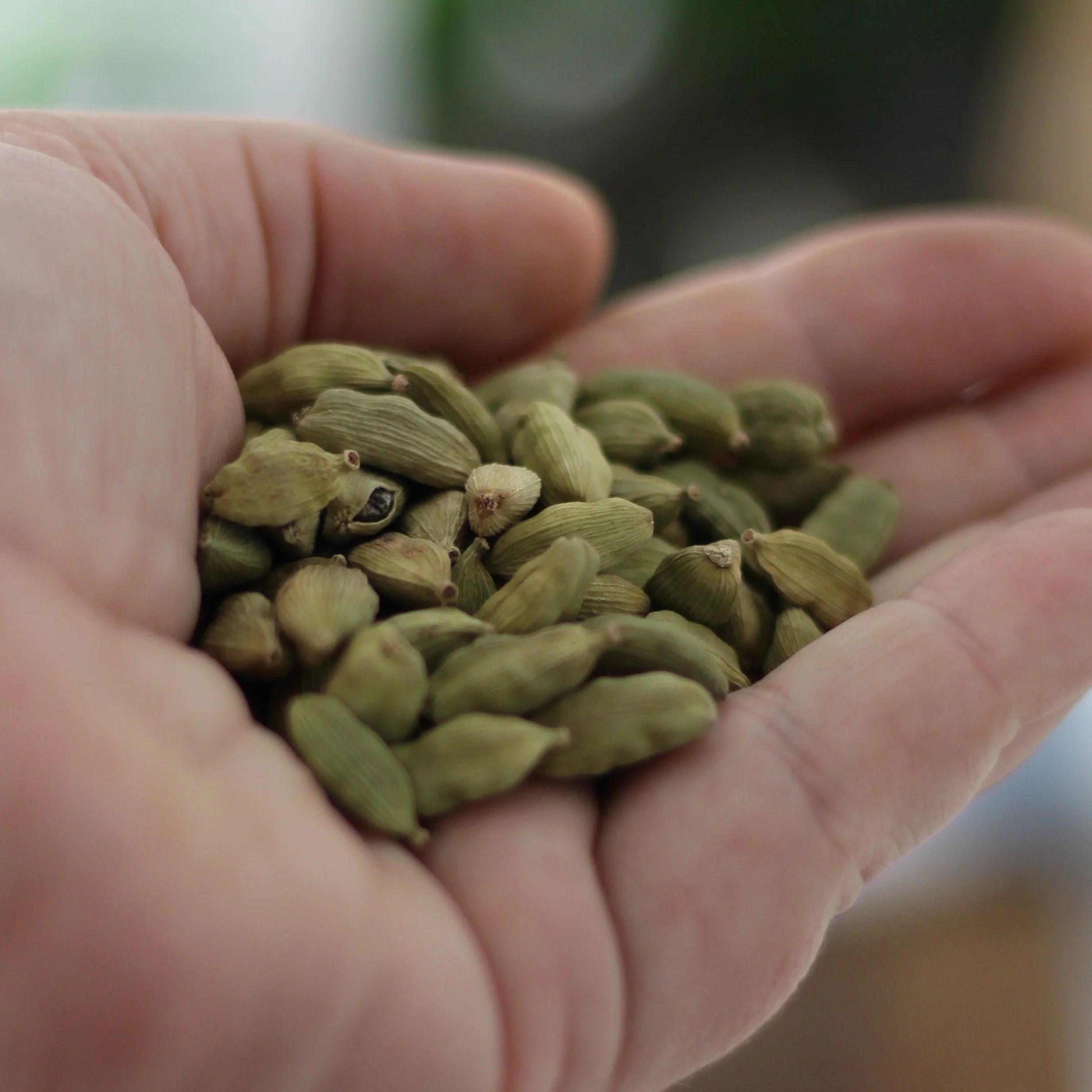 Gourmet Organic Cardamom Pods 20g, Certified Organic - Image 3