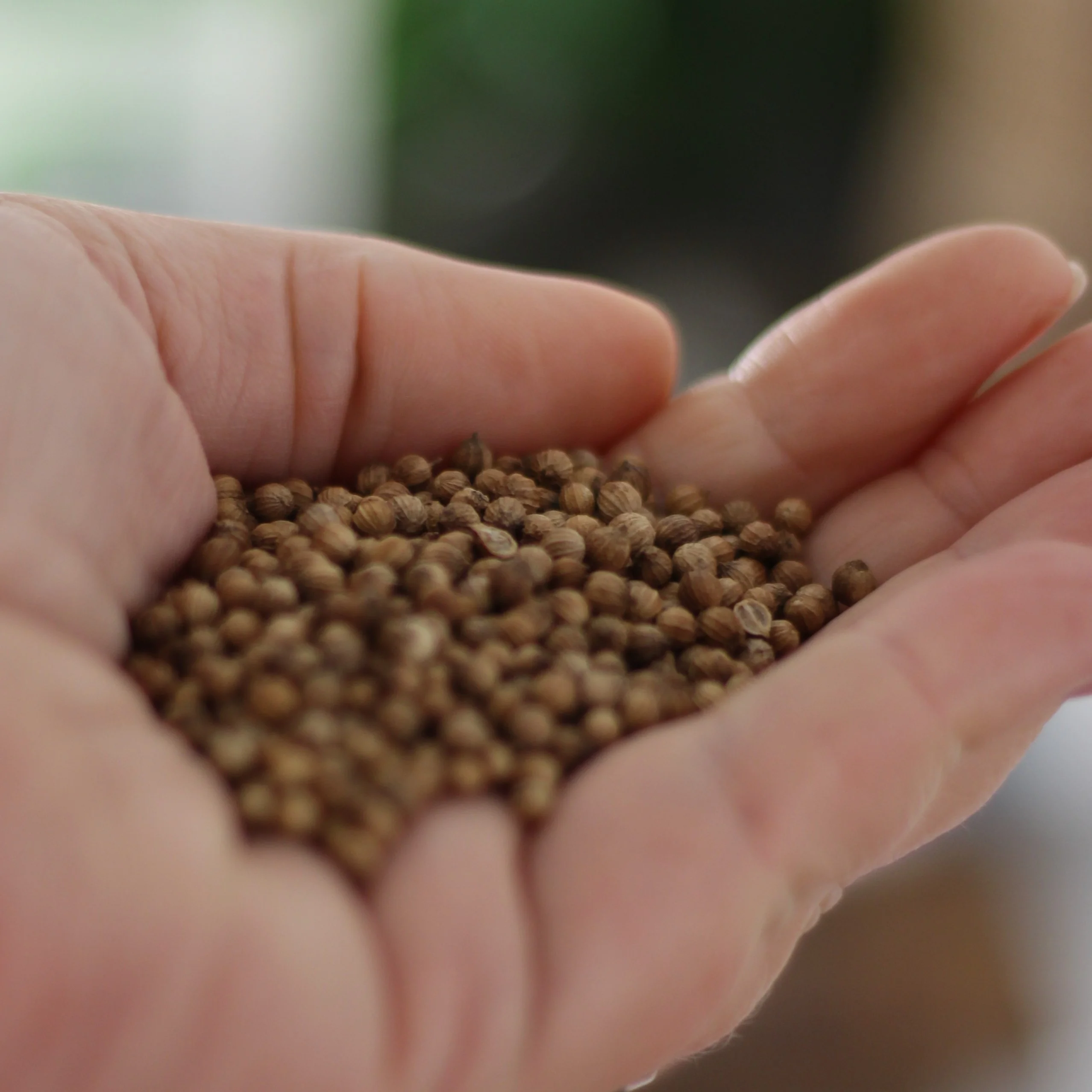 Gourmet Organic Coriander Seed 20g, Certified Organic - Image 3