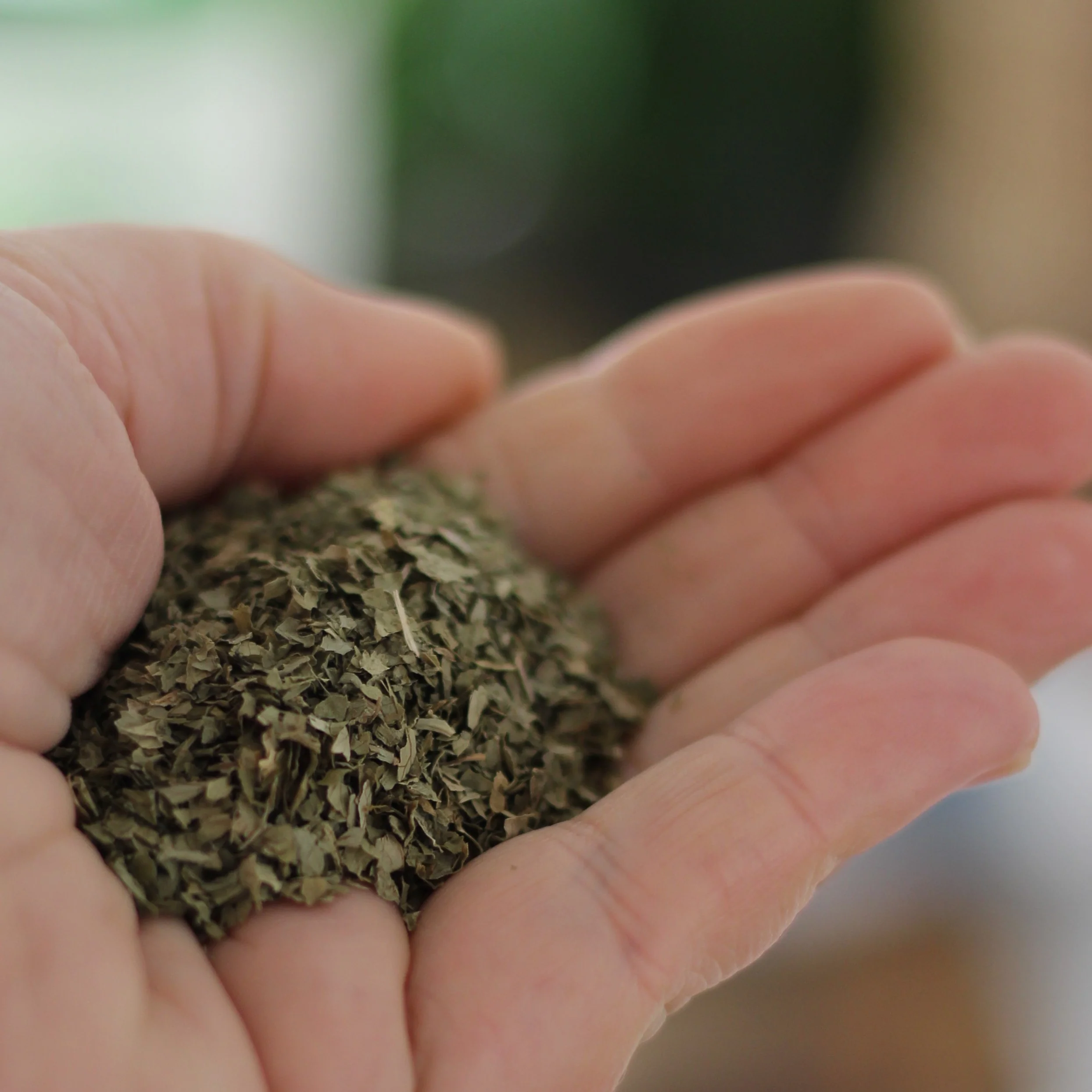 Gourmet Organic Coriander Leaf 5g, Certified Organic - Image 3