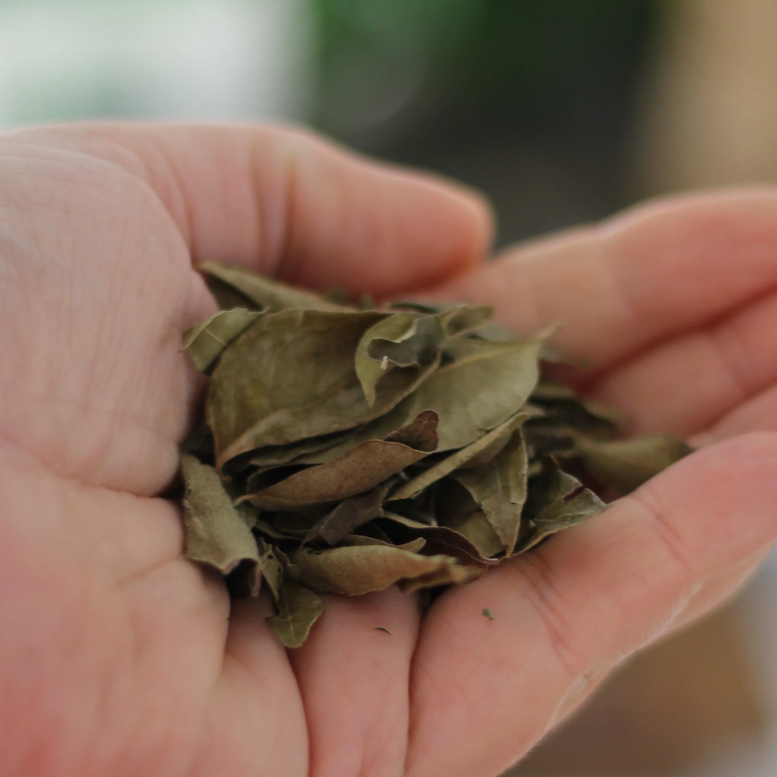 Gourmet Organic Curry Leaves 5g, Certified Organic - Image 2