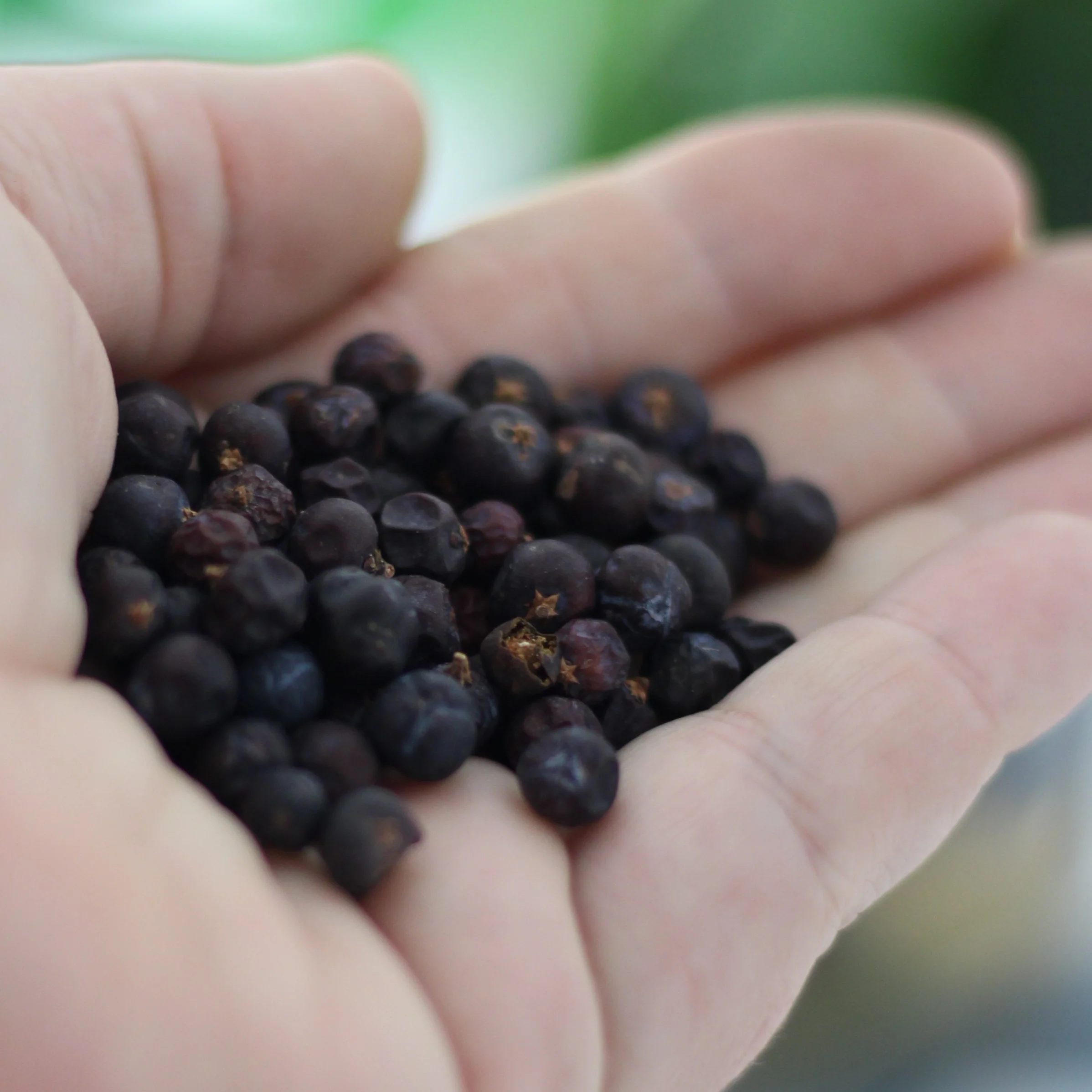 Gourmet Organic Juniper Berries 25g, Certified Organic - Image 3