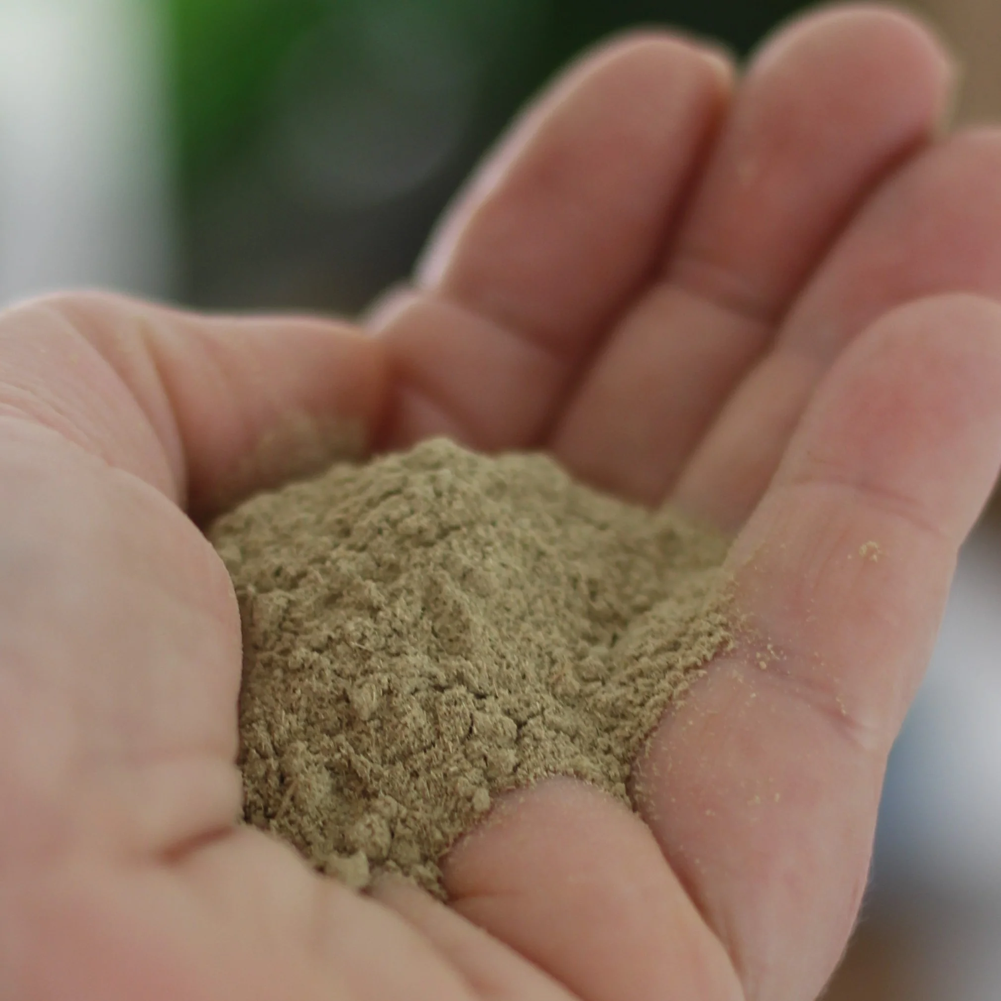 Gourmet Organic Lemongrass Powder 20g, Certified Organic - Image 3