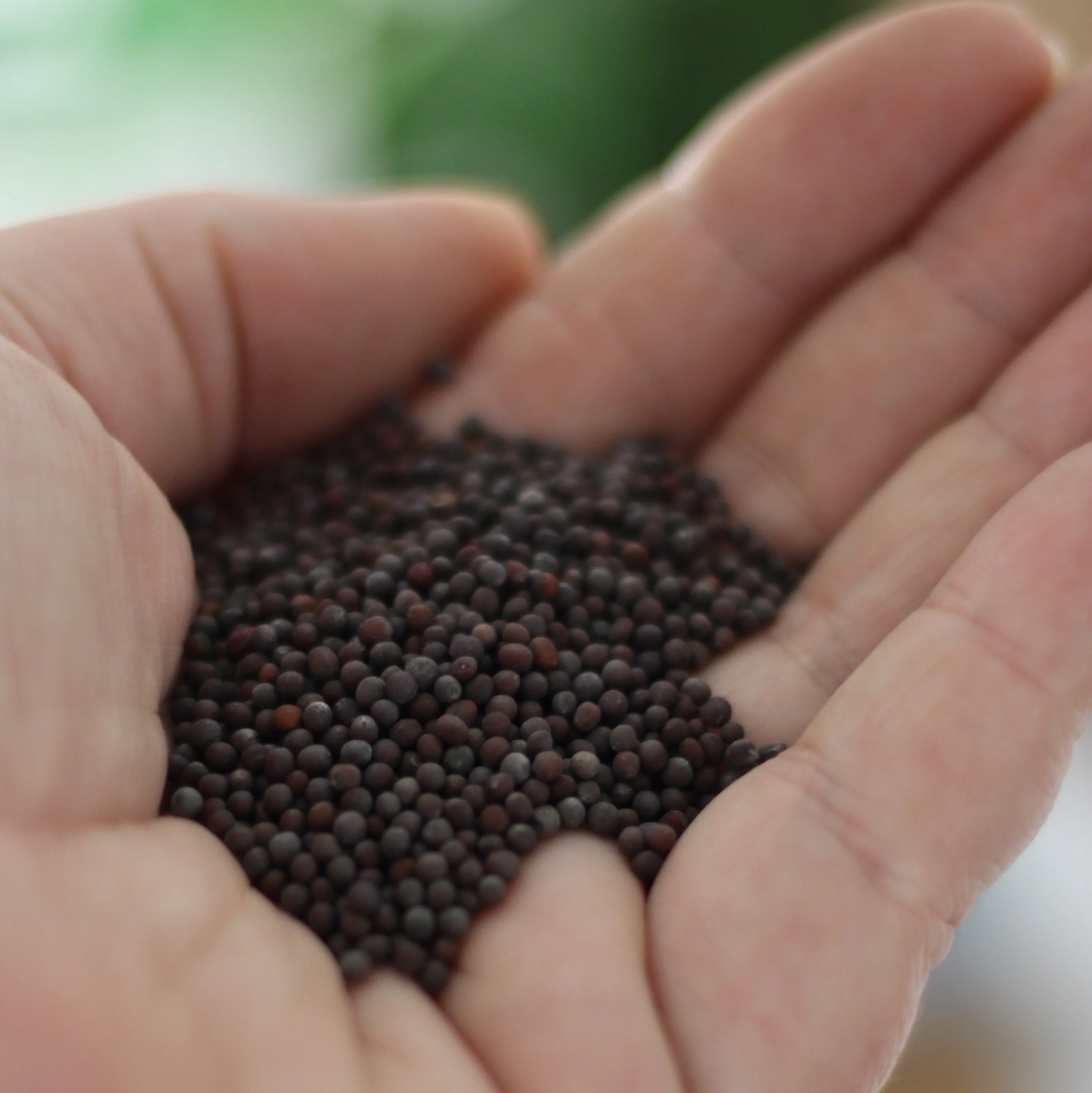 Gourmet Organic Certified Organic Mustard Seed Brown 40g - Image 3