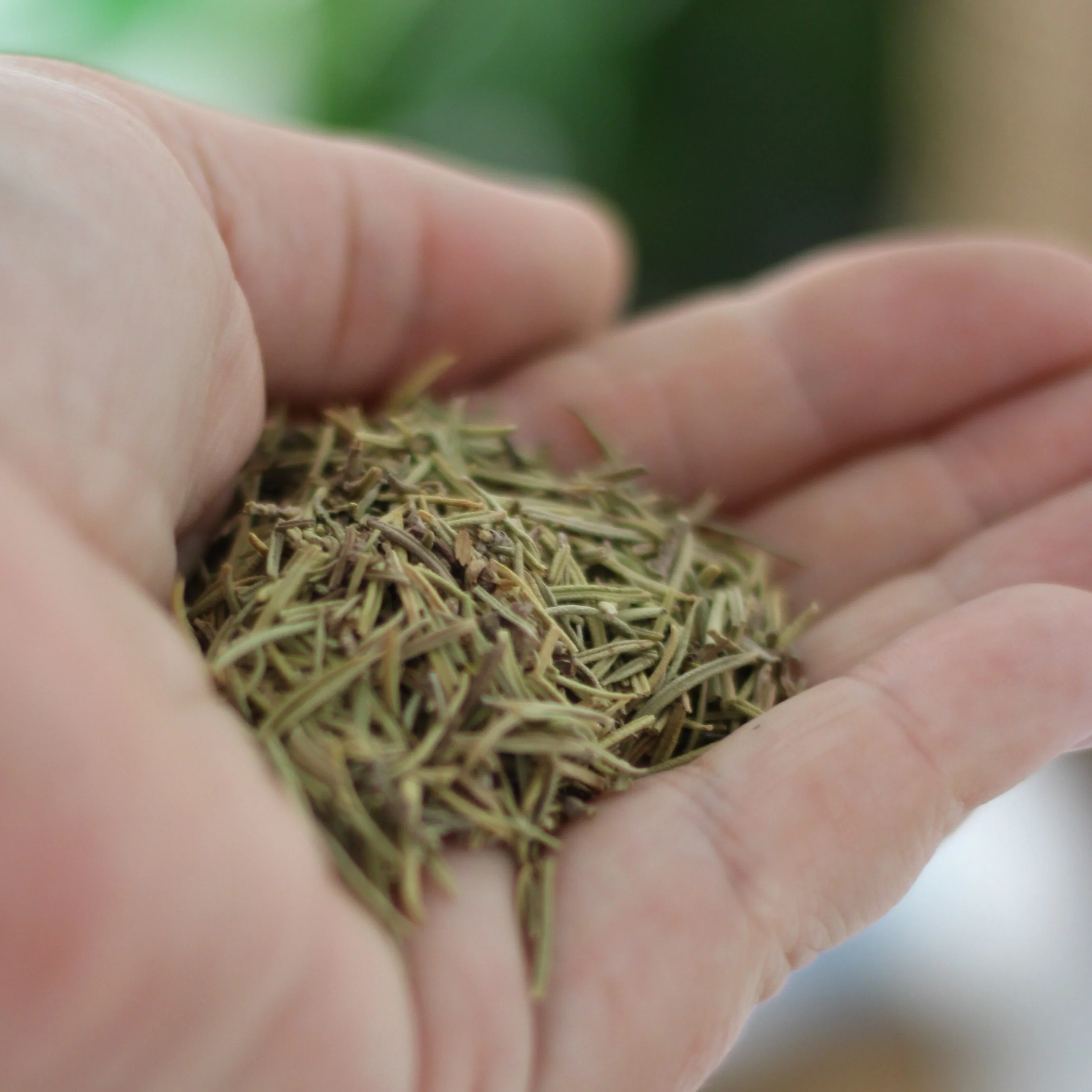 Gourmet Organic Rosemary 10g, Certified Organic - Image 3
