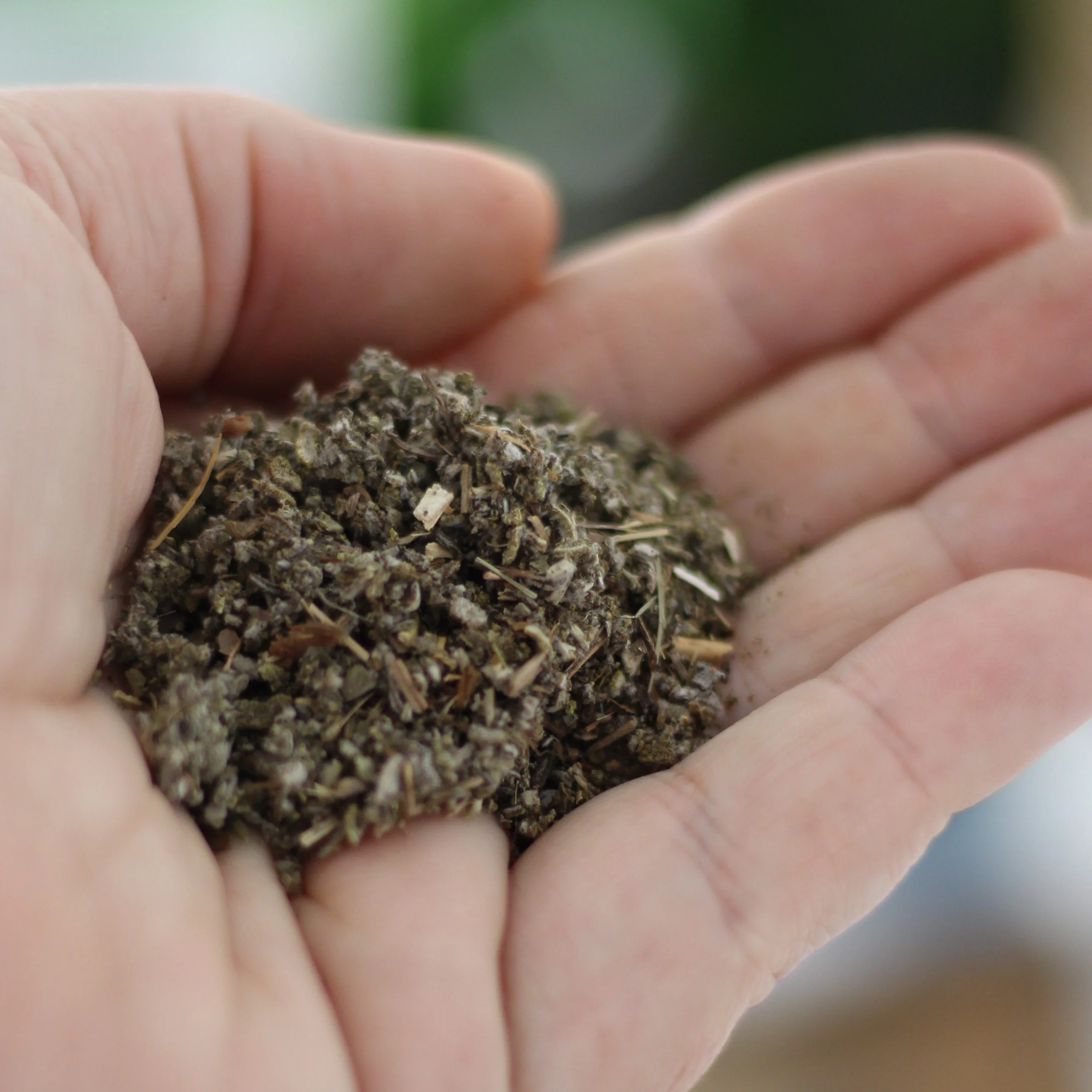 Gourmet Organic Sage 10g, Certified Organic - Image 3