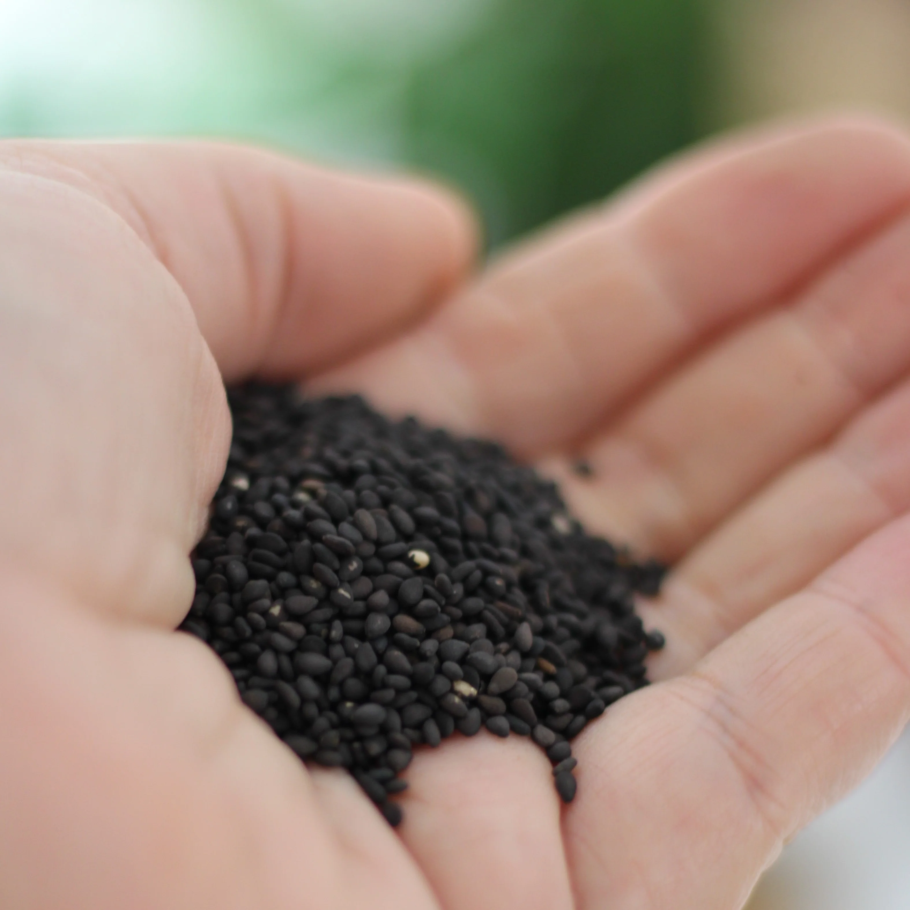 Gourmet Organic Sesame Seeds Black 50g, Certified Organic - Image 3