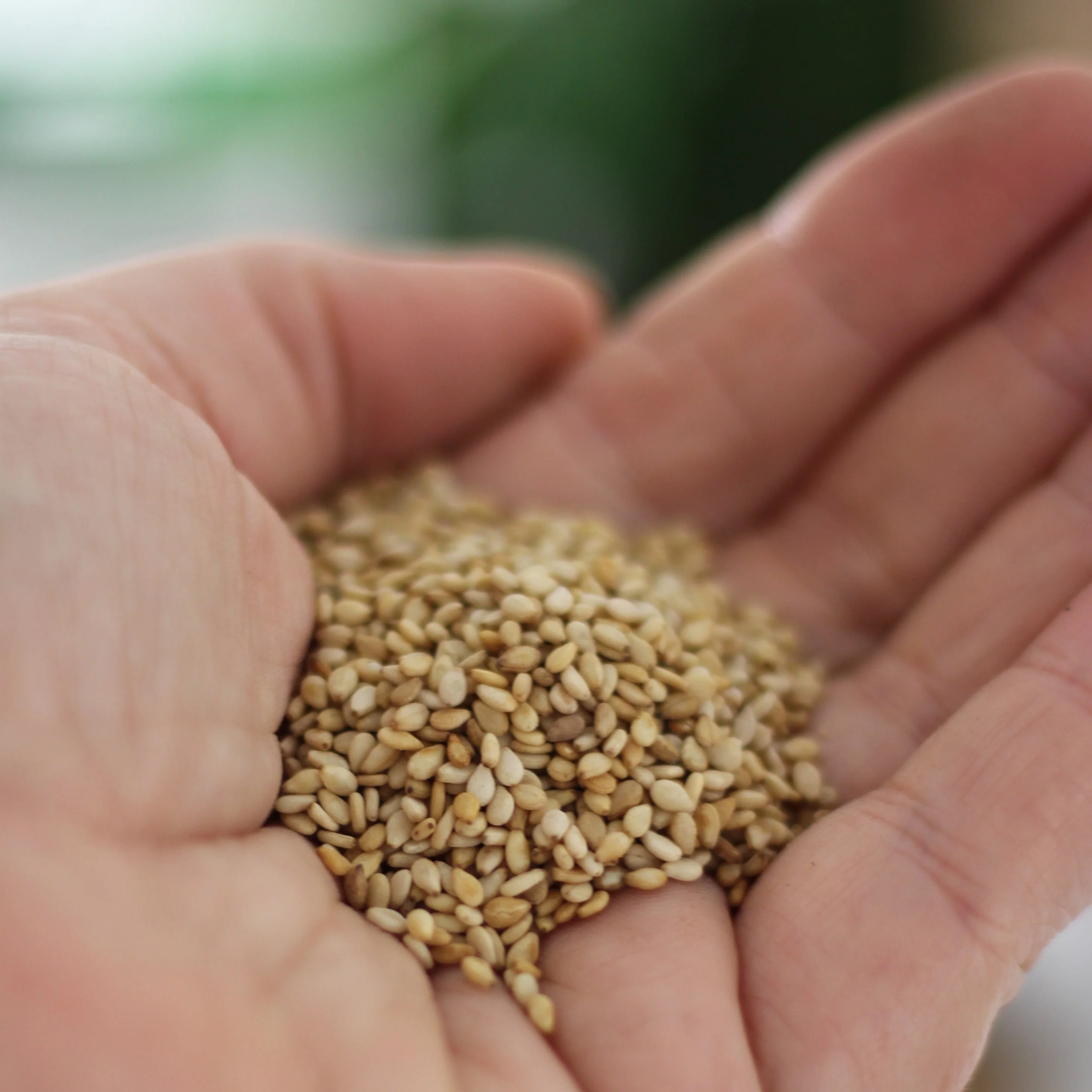 Gourmet Organic Sesame Seeds White 50g, Certified Organic - Image 3