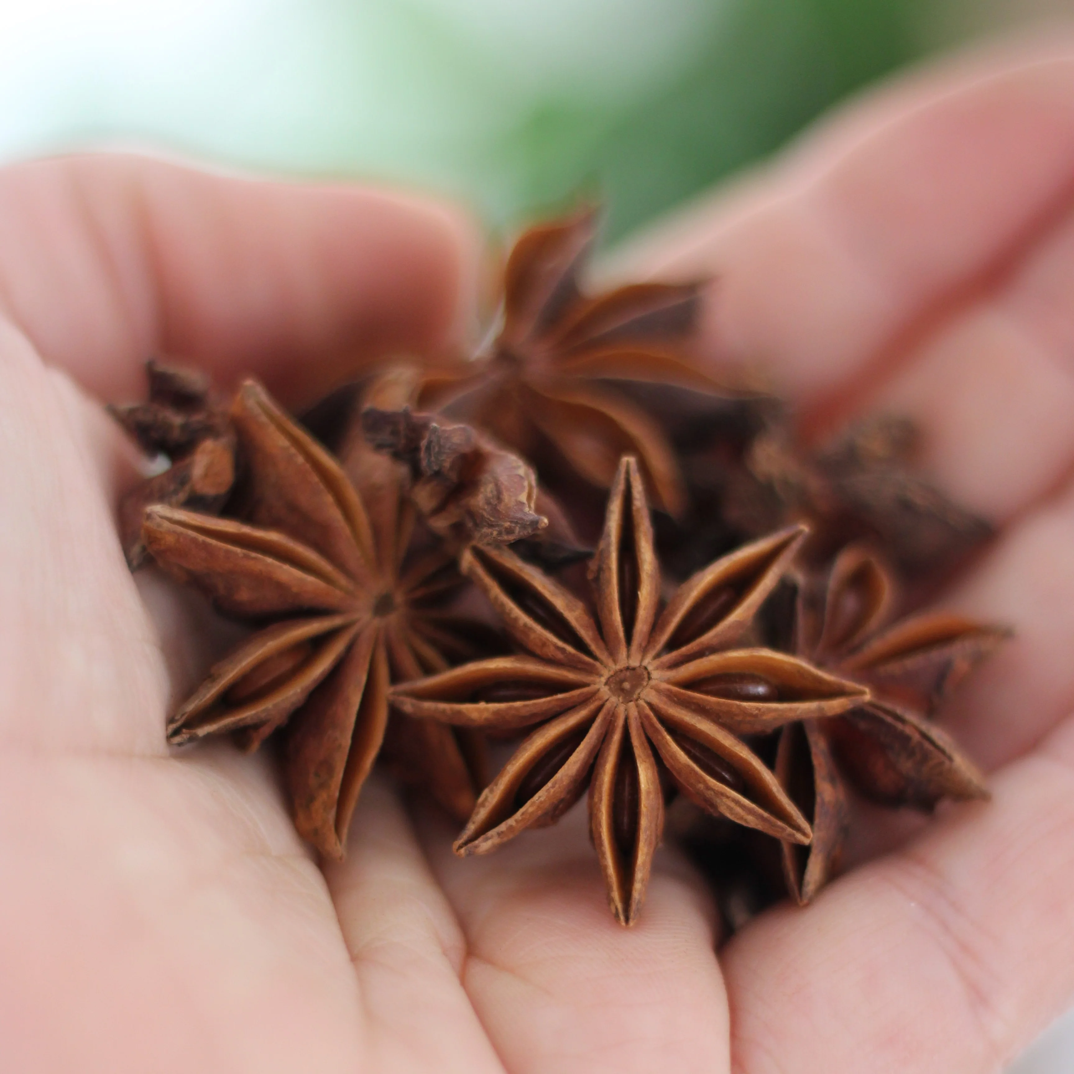 Gourmet Organic Star Anise 10g, Certified Organic - Image 2
