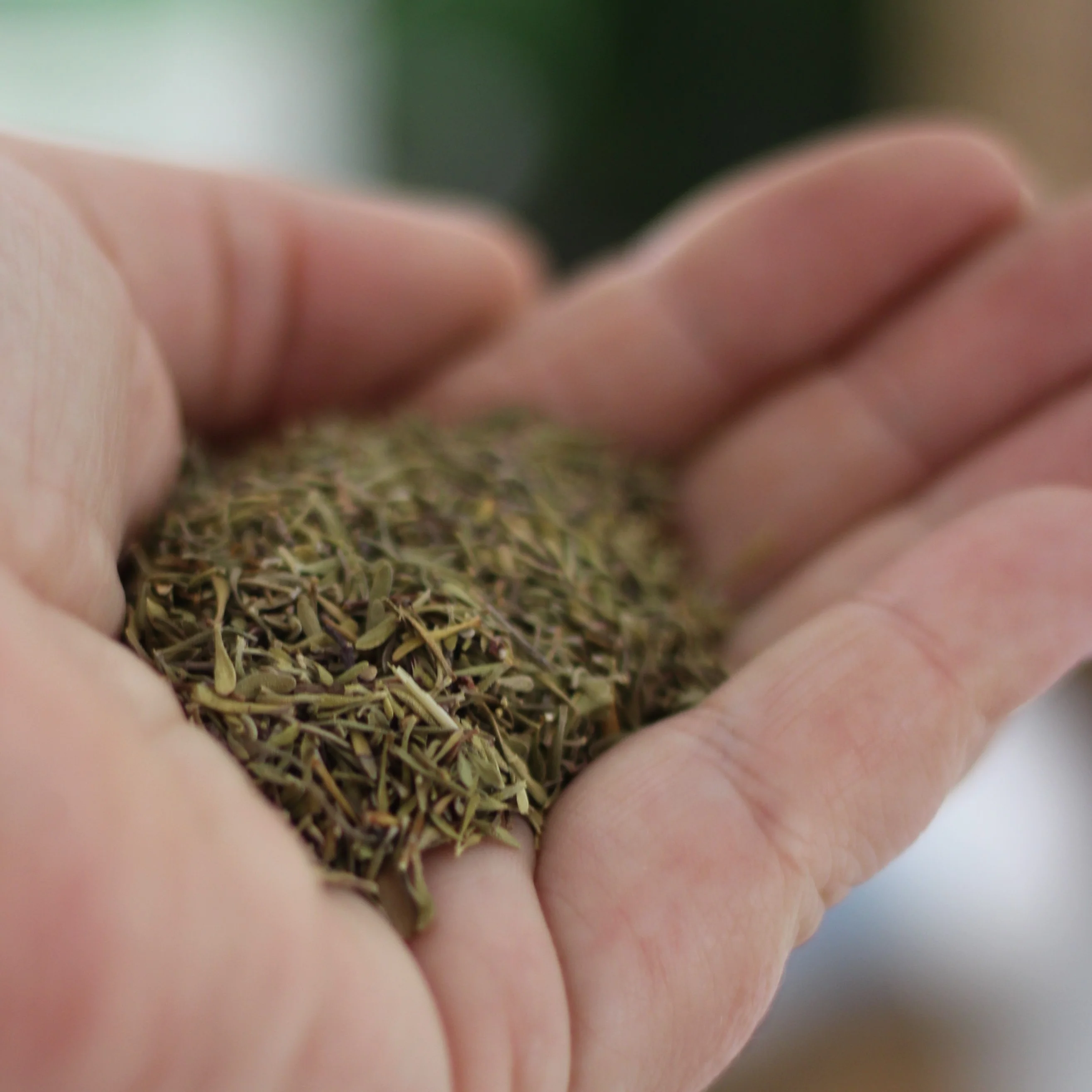 Gourmet Organic Thyme 10g, Certified Organic - Image 3