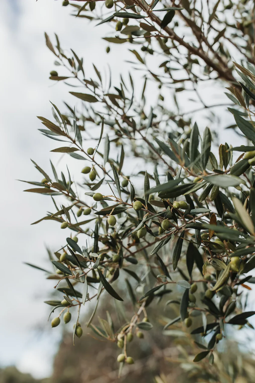 Kangaroo Island Extra Virgin Olive Oil 250mL Or 500mL, First Cold Pressed With A Medium Bodied Flavour