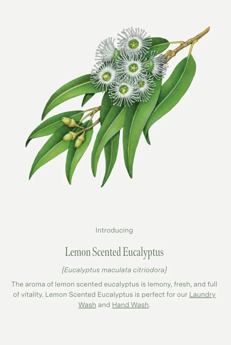 Koala Eco Gift Collection Hand Care 2Pack, Lemon Eucalyptus & Rosemary Essential Oil - Image 3