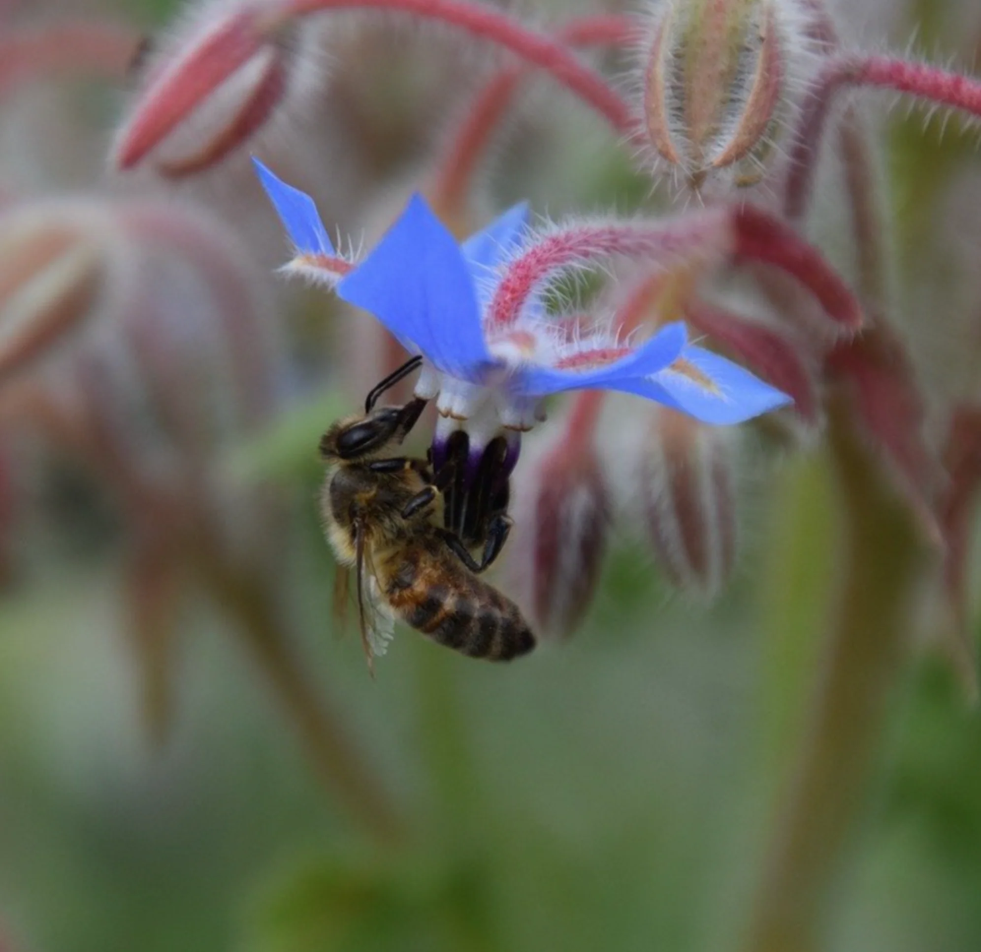 Life Cykel Grow Kit, Bee Pollination - Image 4