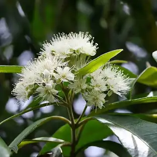 Mindful Foods Australian Lemon Myrtle 90g, Australian Bush Food - Image 2