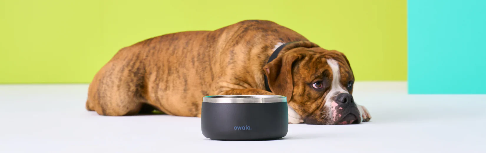 Owala Stainless Steel Pet Bowl 24oz Or 48oz, Very Very Dark (Black) - Image 4