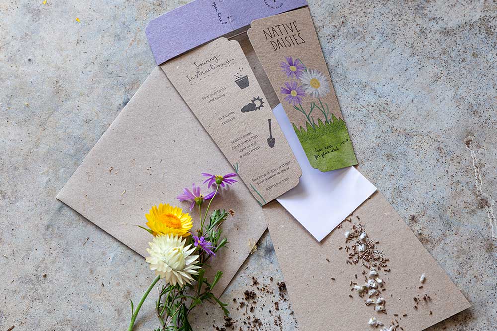 Sow 'N Sow A Gift of Seeds Card, Native Daisies - Image 4