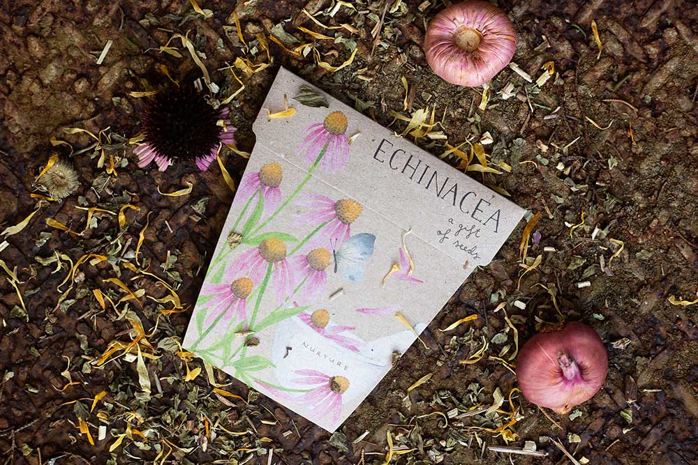 Sow 'N Sow A Gift of Seeds Card, Echinacea