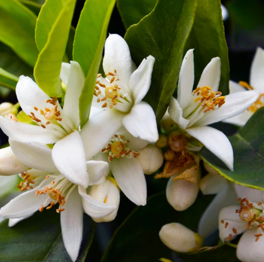 Springfields Neroli Botanical Overnight Mask 100mL, For Fresh & Luminous Skin - Image 2
