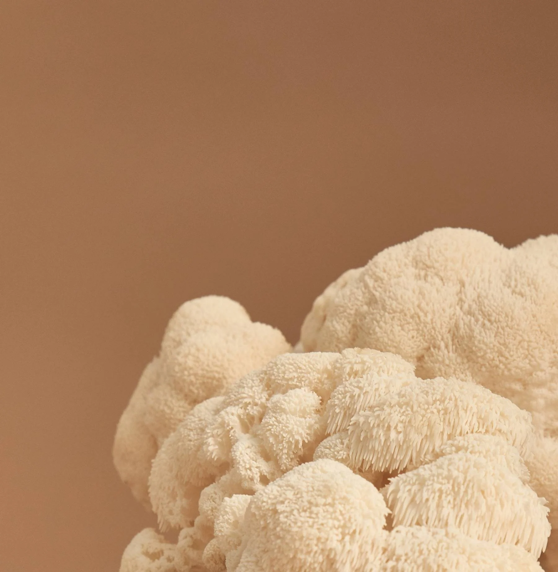 SuperFeast Medicinal Mushrooms 100g Or 250g, Lion's Mane  For Brain & Gut Protection - Image 3