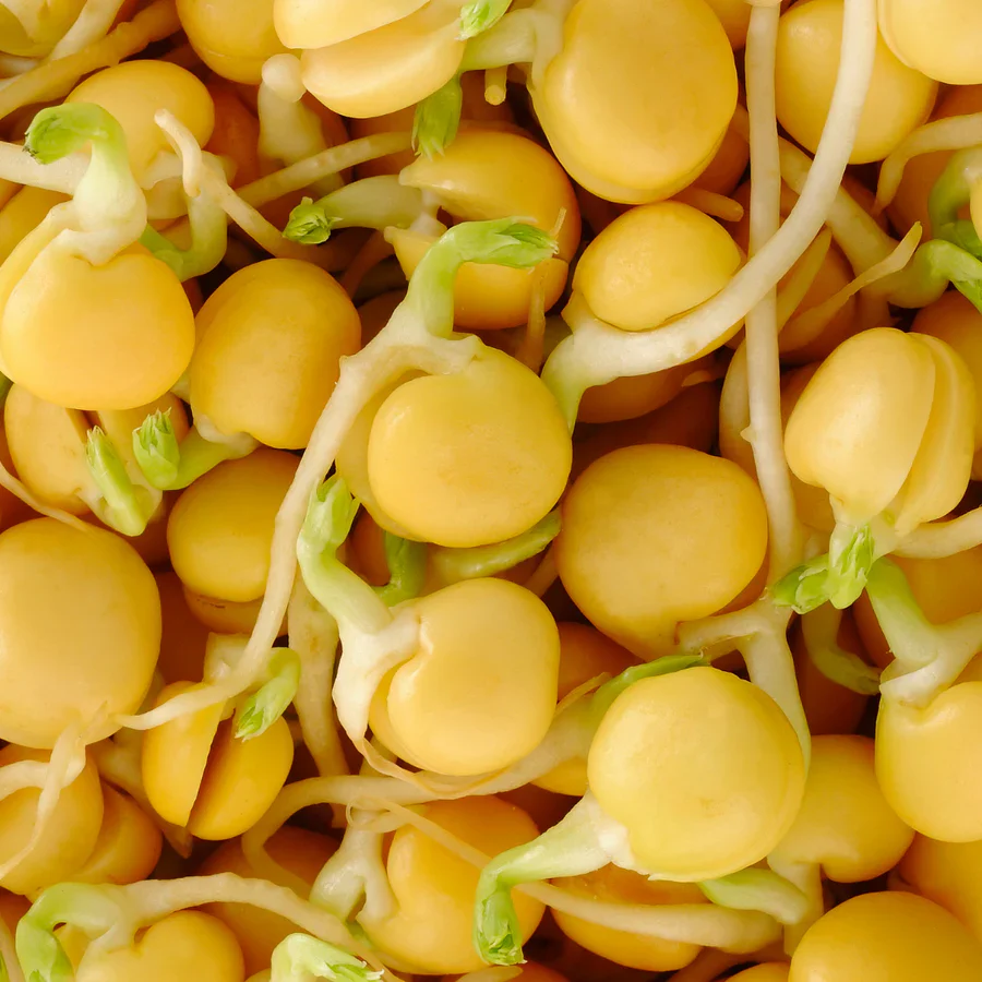 Untamed Health Earth-Friendly Sprouting Seeds 100g, Chickpeas - Image 2