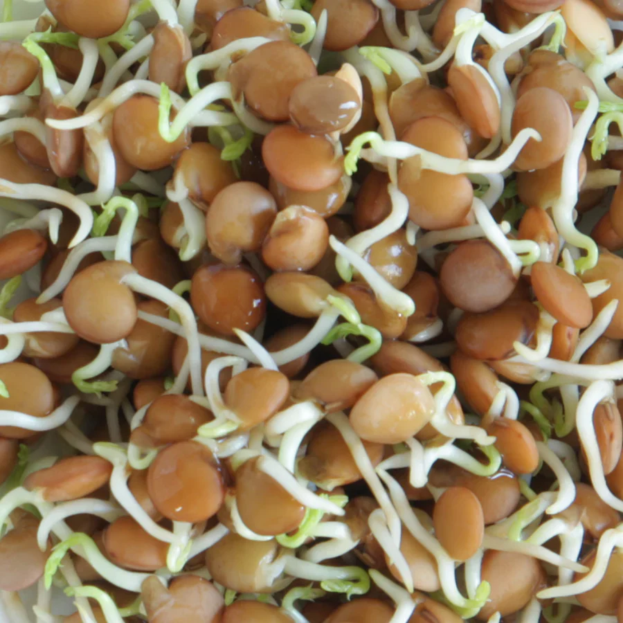 Untamed Health Earth-Friendly Sprouting Seeds 100g, Lentil Seeds - Image 3