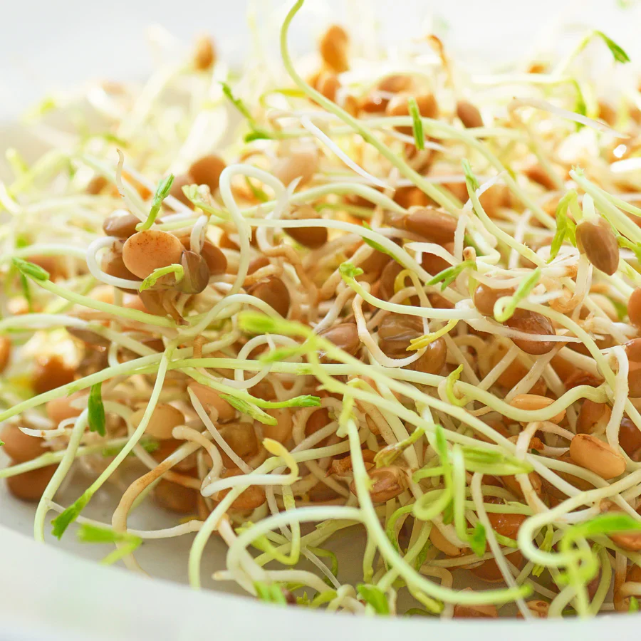 Untamed Health Earth-Friendly Sprouting Seeds 100g, Lentil Seeds - Image 4