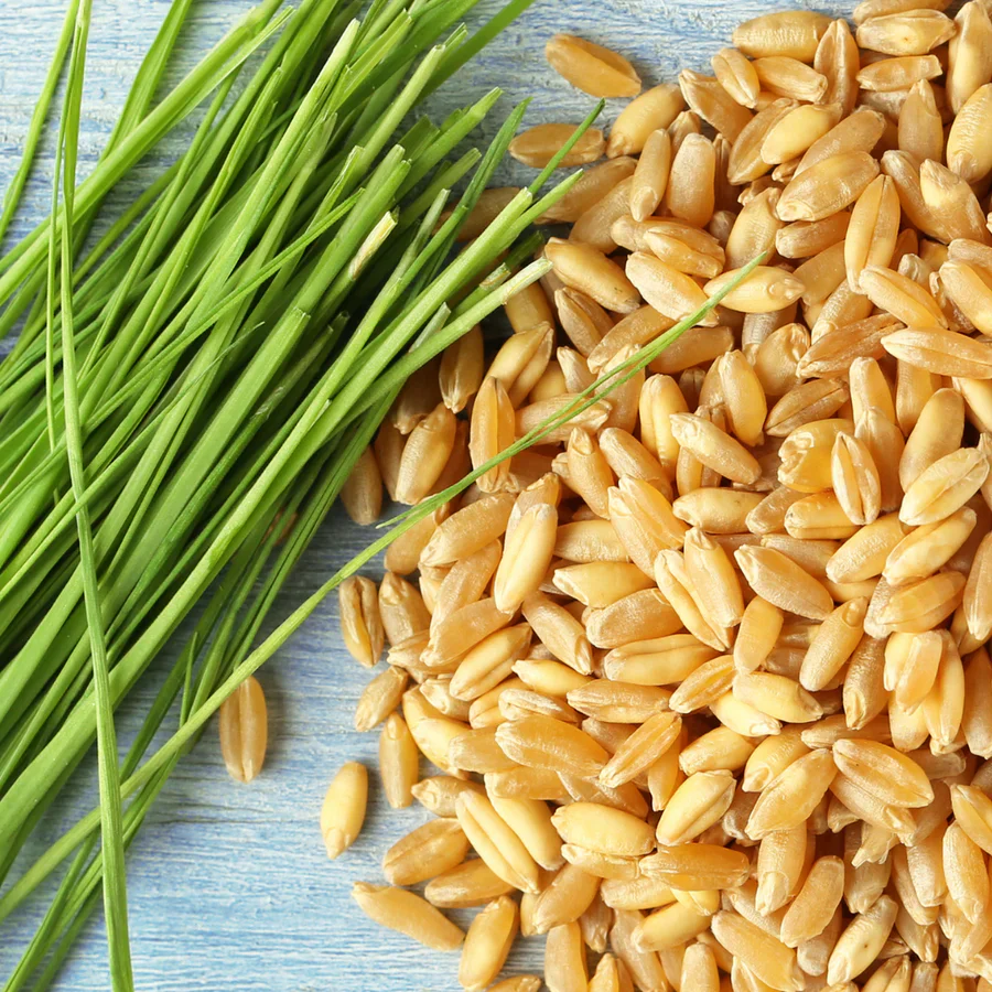 Untamed Health Earth-Friendly Sprouting Seeds 100g, Wheat Seeds - Image 3