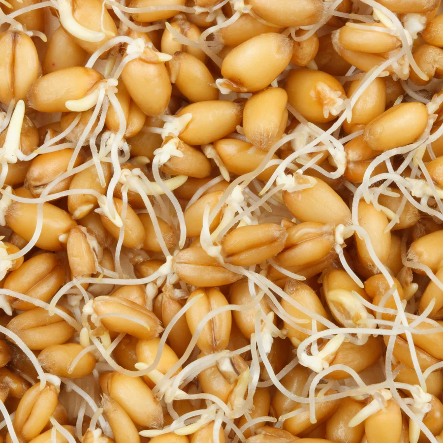 Untamed Health Earth-Friendly Sprouting Seeds 100g, Wheat Seeds - Image 4