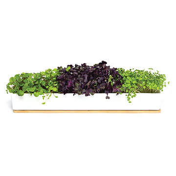 Urban Greens Windowsill Grow Kit Microgreens - 45x8x6cm - Image 2