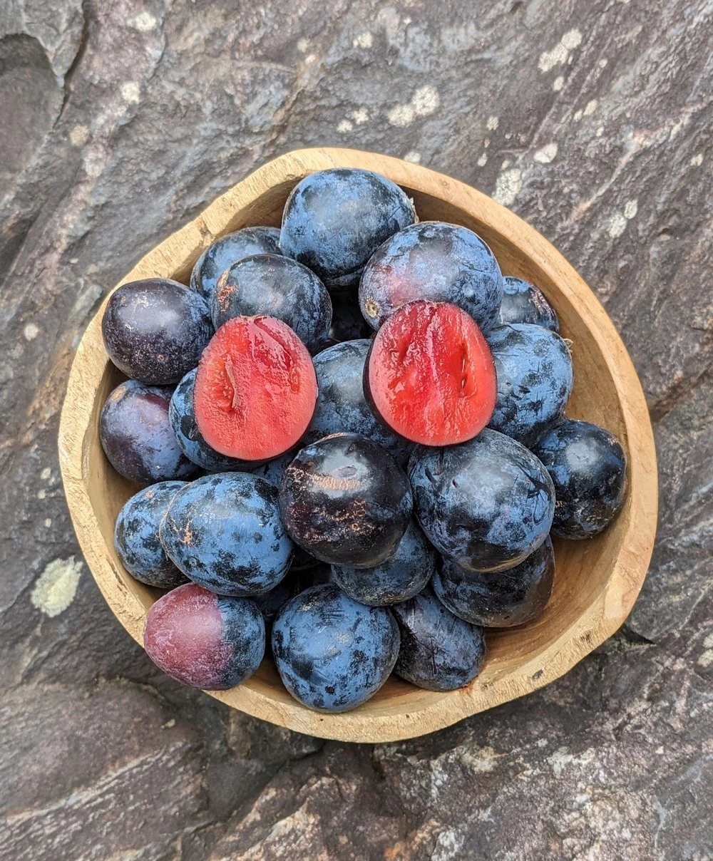 Ziggy's Wild Foods Salted Native Davidson Plum Vinegar 270mL, Naturally Fermented & Wild Harvested - Image 2